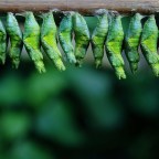 Szteroiddal a rovar-felnőttkor felé