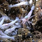 Mélytengeri aggályok