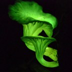 Erdei tündértüzek