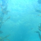 Időutazó biológusok