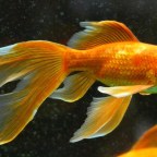 Alkohol a túlélésért