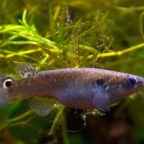 Mai menü: a szomszéd kölyke