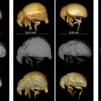Rovarbelső lencsevégen