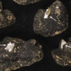 Gumólakók kutyaszorítóban