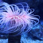 Ízletes mikroműanyagok