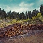 Az erdőirtás győztesei és vesztesei