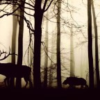 Az emlősök napi ritmusát is megzavarta az ember