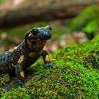 Elodázzák a kihalást a szalamandrák?