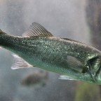 Fontos érzéküket veszíthetik el a halak