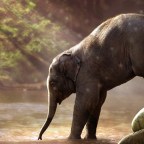 Évmilliók alatt állhat helyre a most kihaló emlősök helyén tátongó űr