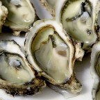 Édes végzet osztrigáknak