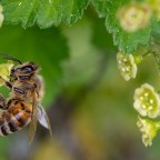 Panamában is a méret a lényeg
