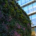 Zöldhomlokzatokat a betondzsungelbe