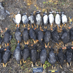 Madárgondok északon