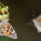 Virágról világgá szállni