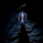 Karácsonyi mementó