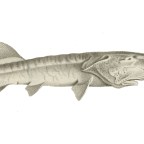 Eltűnni tokkal, vonóval