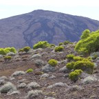 Láva mint növényi időgép