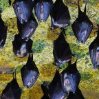 Többmillió éve együtt fejlődnek a denevérek és a koronavírusok