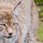 Négylábú fantomok