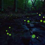 Bogárveszélyek – erdőtüzektől a vágykeltő sörösüvegig