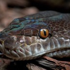 Mérgezett mérgesek