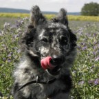 Genetikusok célkeresztjében a magyar mudik bundája