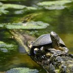 Terráriumszökevények