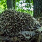 Hamarosan itt a sünbarát útvonaltervező