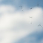 Globális magverseny