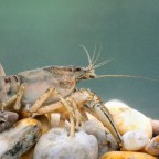 Ezernyi hívatlan vendég