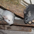 Diskurzus a szőrmékről