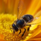 Méhlegelő és rovarhotel a beporzók védelmére