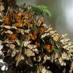 Végzetes lehet az őszi melegedés a pompás királylepkéknek