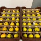 (Gyümölcs)húsba vágó kutatás