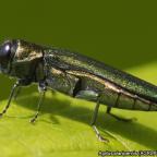 Ukrajna felől érkezhet a kőrisrontó karcsú díszbogár