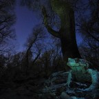 A közúti forgalom és a klímaváltozás is veszélyezteti a kétéltűek túlélését