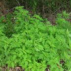 Így terjed a parlagfű ellensége