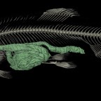 Pisztrángoknál is szükséges a daganatok szűrése