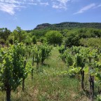 Új megvilágításba került a szőlő kultúrevolúciója