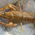 Innen származik a kecskerák